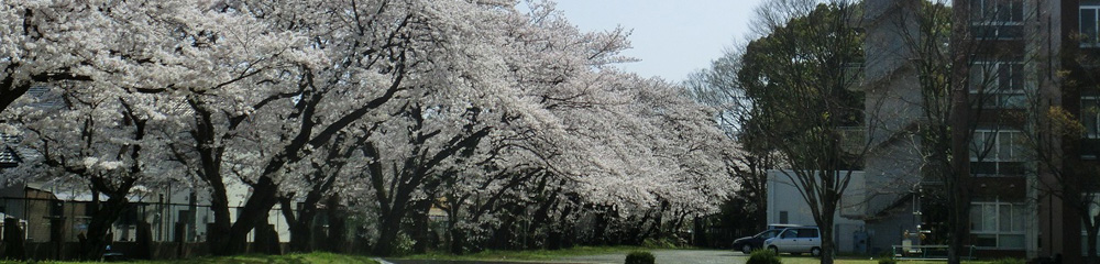 キャンパスの桜