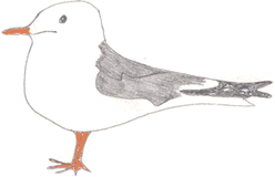 鳥さん
