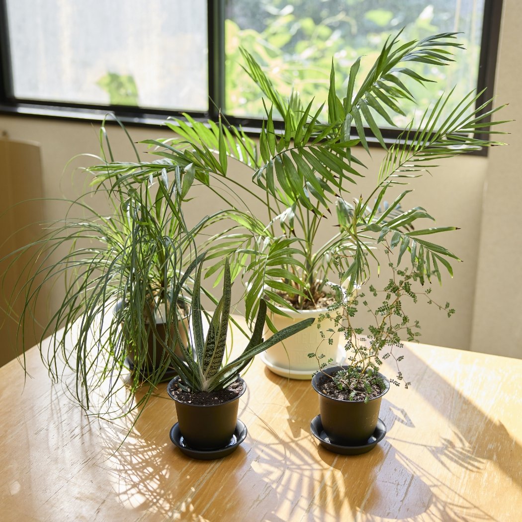 some plants in Professor Kenmochi‘s laboratory