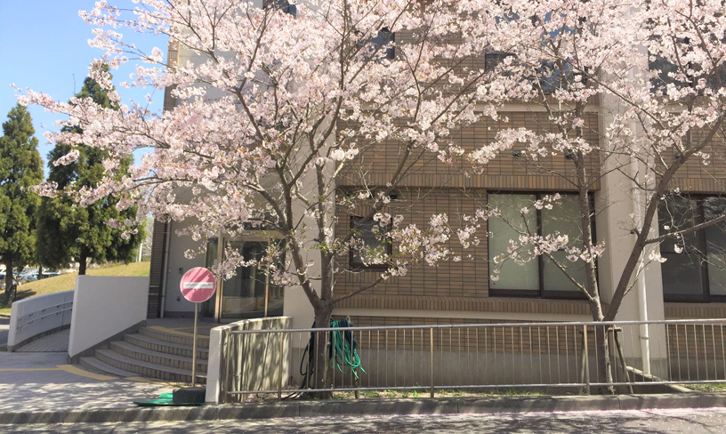 会計研究棟前の桜