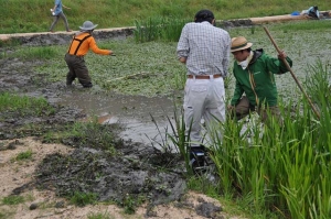 ヒシの除去作業