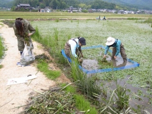 ヒシの除去実験区