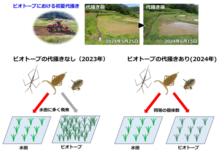 図1　ビオトープにおいて初夏に代掻きをして開放水面を創出すると、タガメなどが増加する
