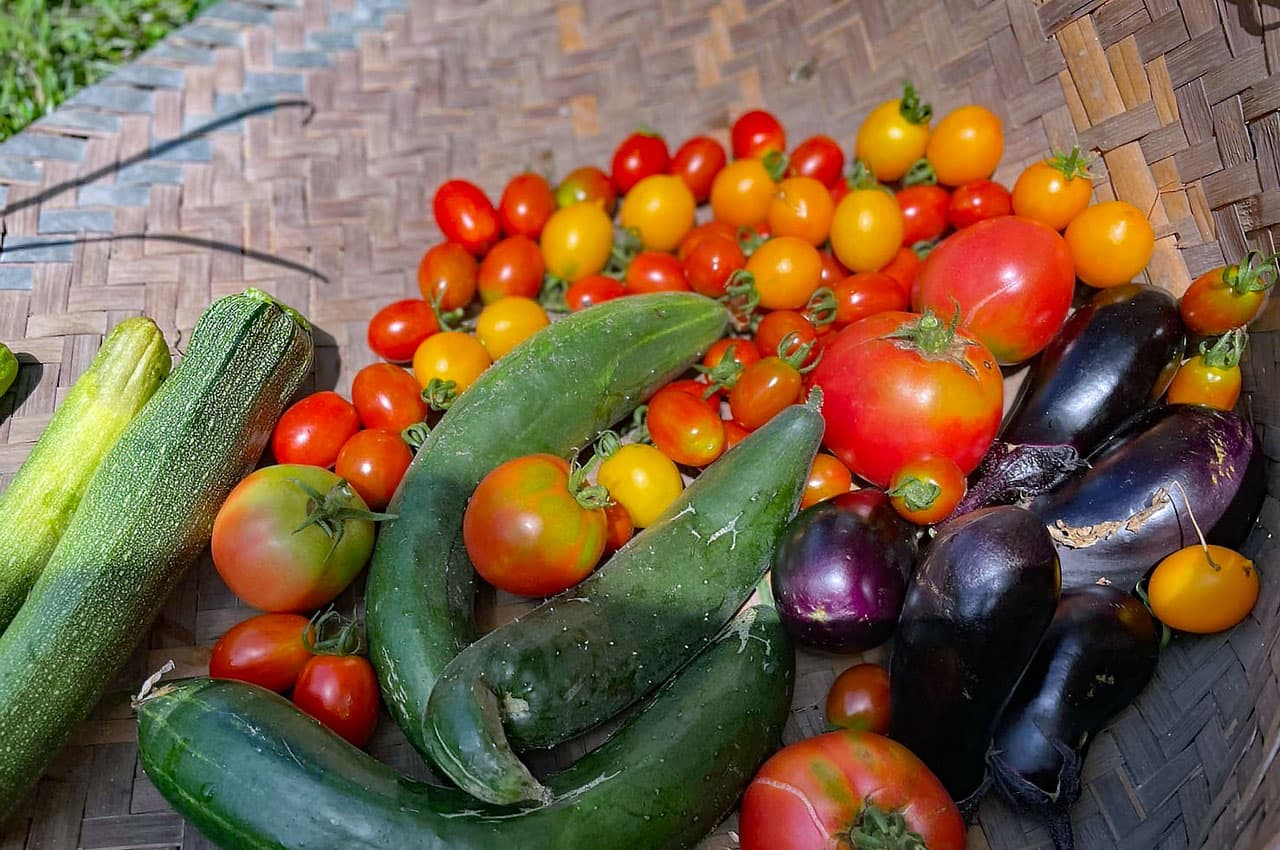 収穫した野菜