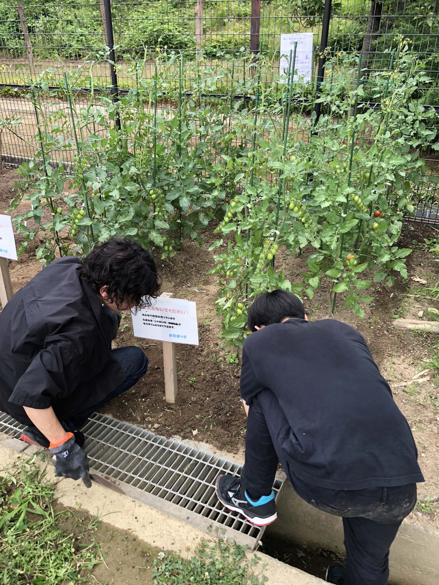 野菜を育てる大変さや楽しさを学ぶイベント