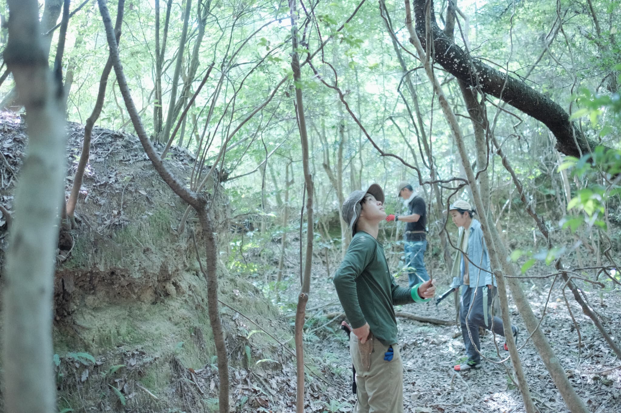 山採り植物の活用事例