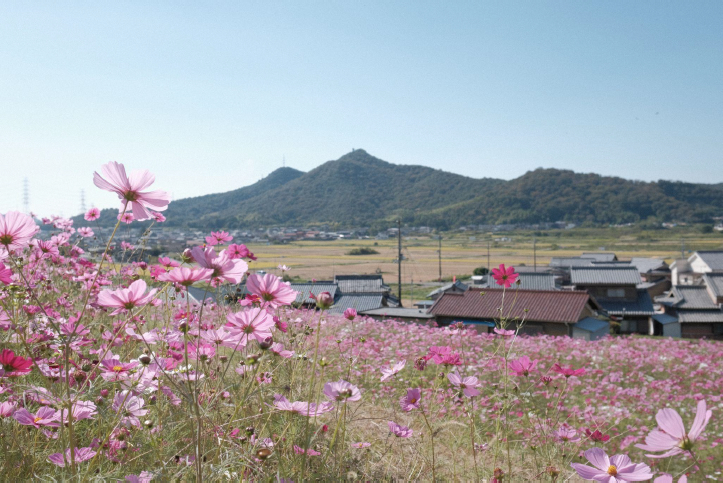 コスモスが満開の広尾東