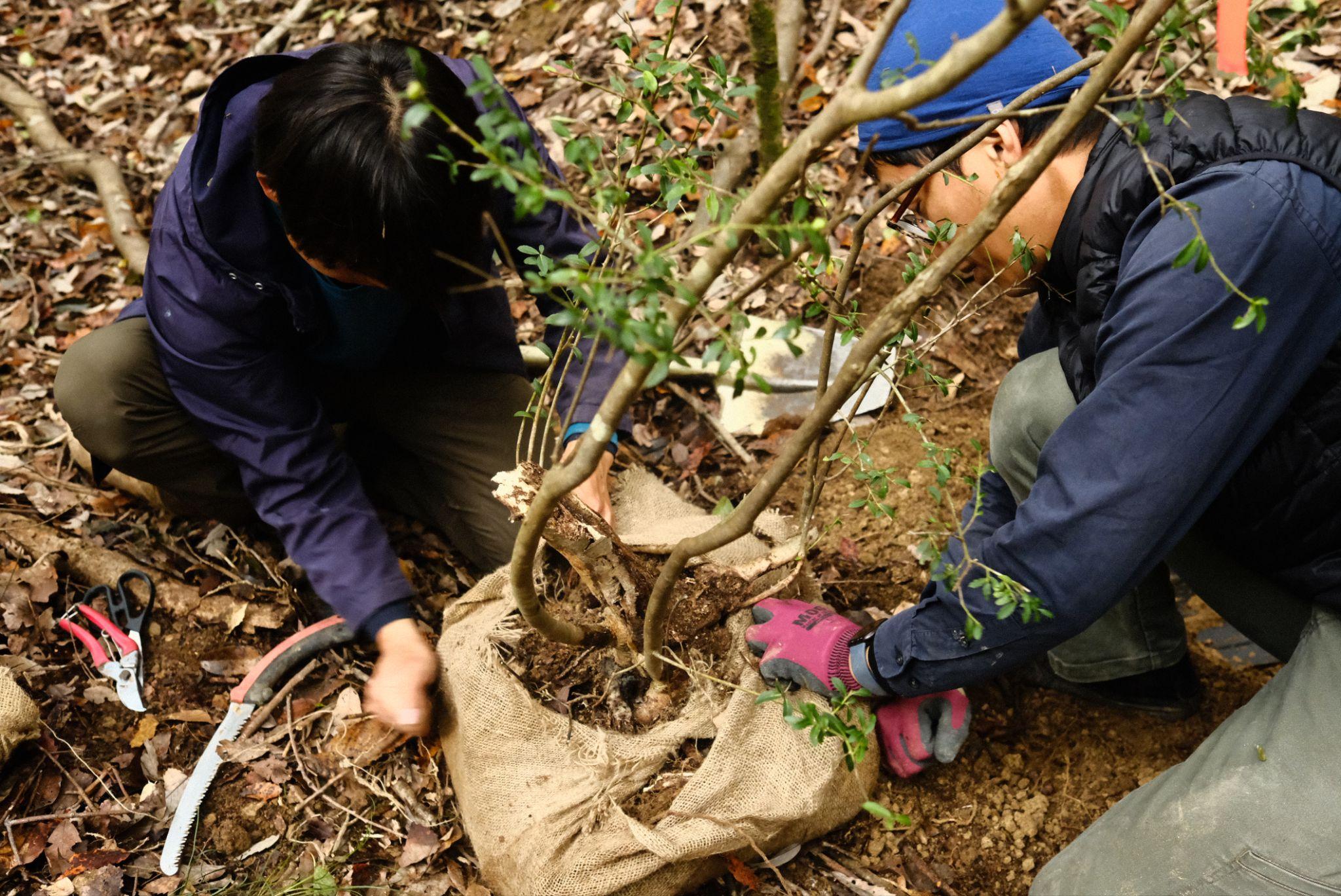 山採りの様子。何だか難しそう。