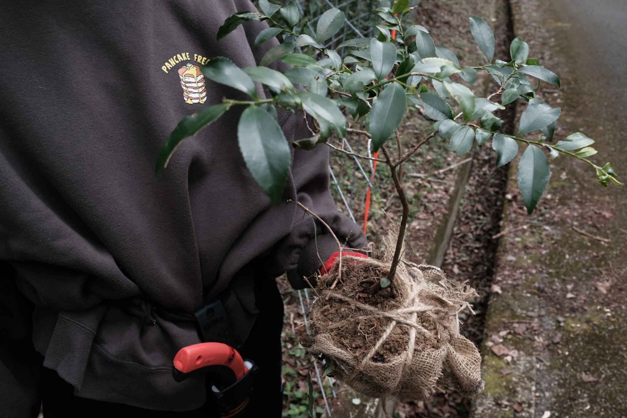 小さい植物も山採りする様子