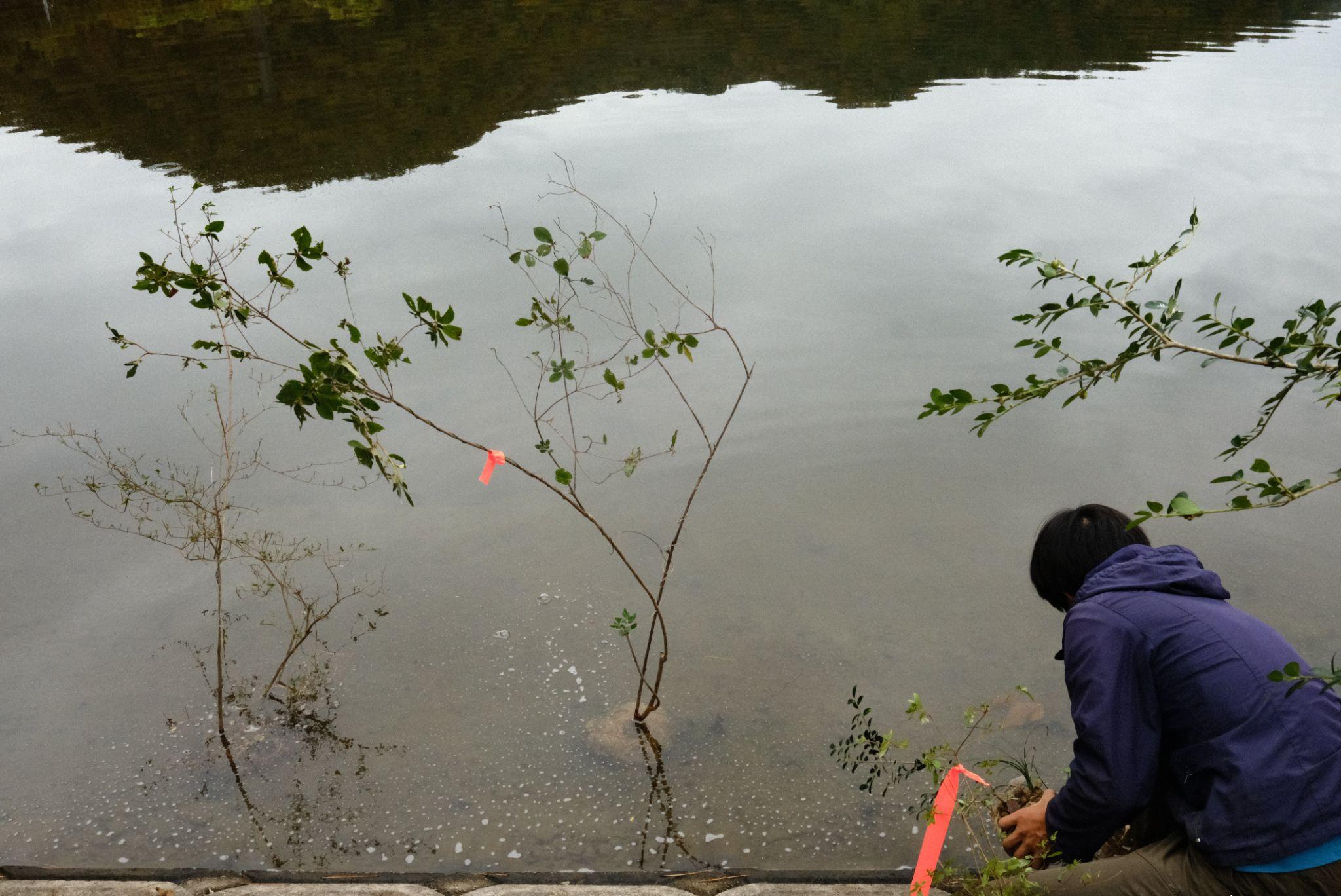 木々を水につけている様子