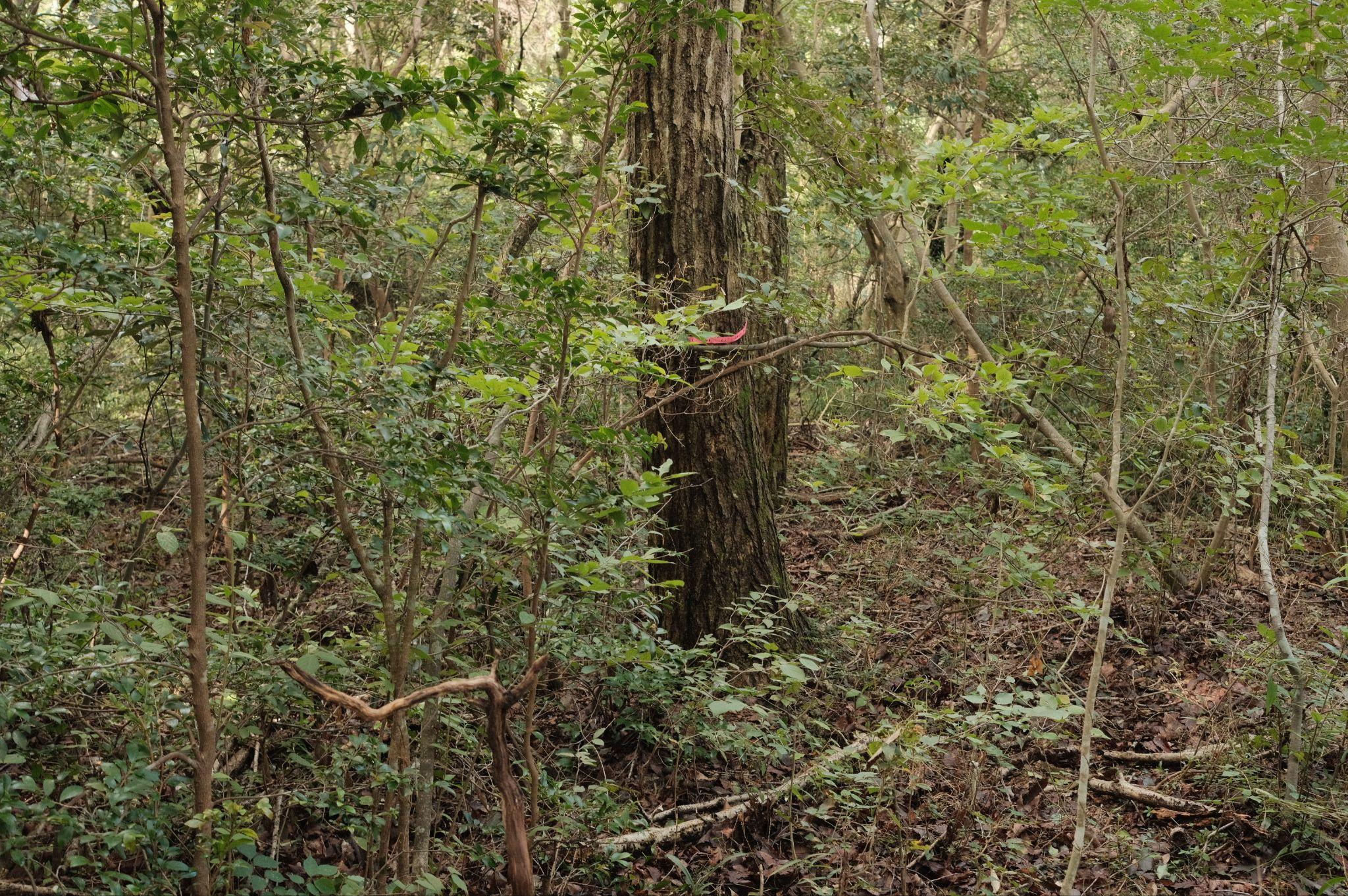 管理されず大きく育ちすぎた木。こういった木の伐採はプロにしかできず、その分費用もかさむ。