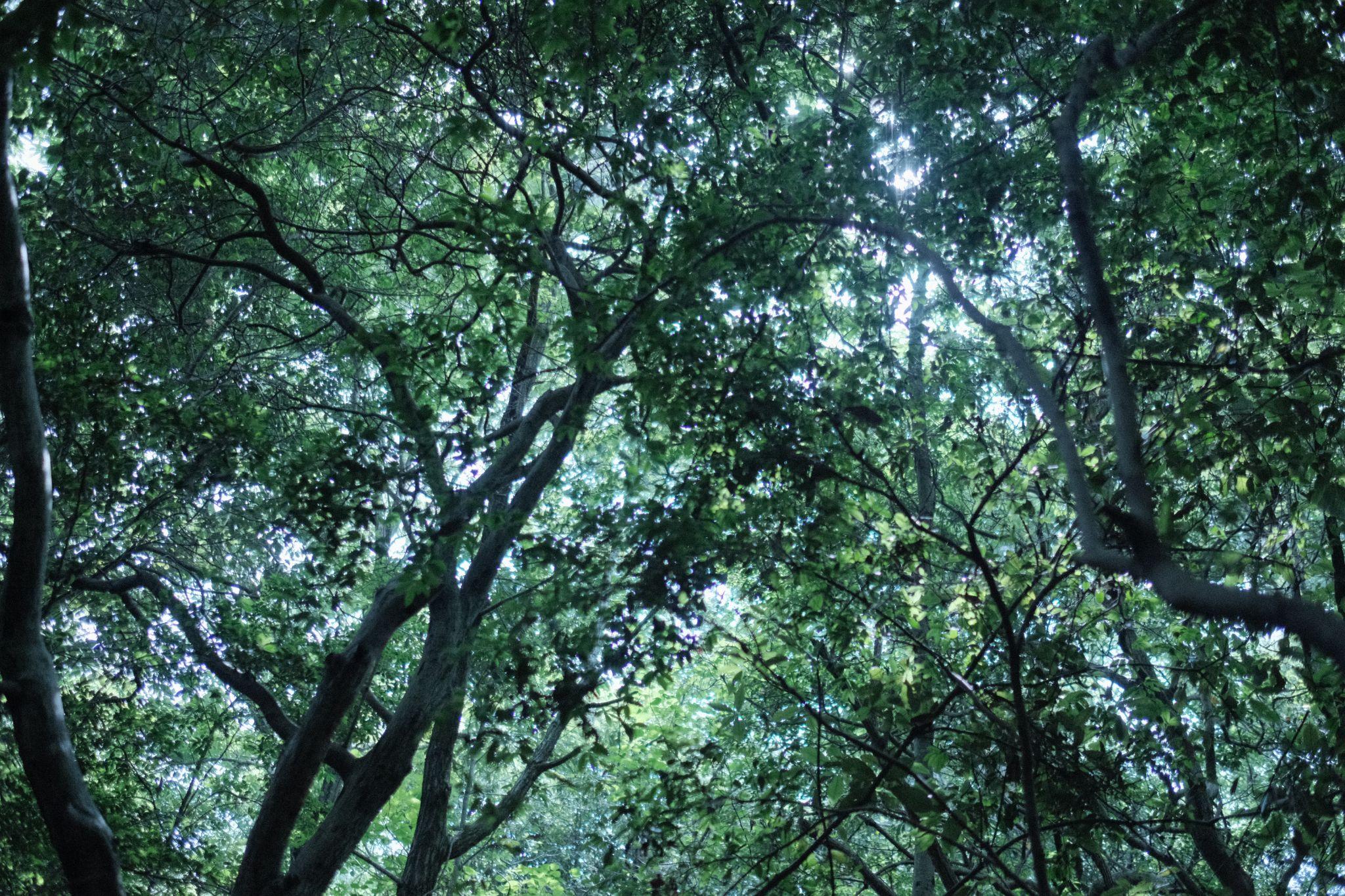 鬱蒼とした木々。地表まで光が届きにくく、植物が育ちにくい。