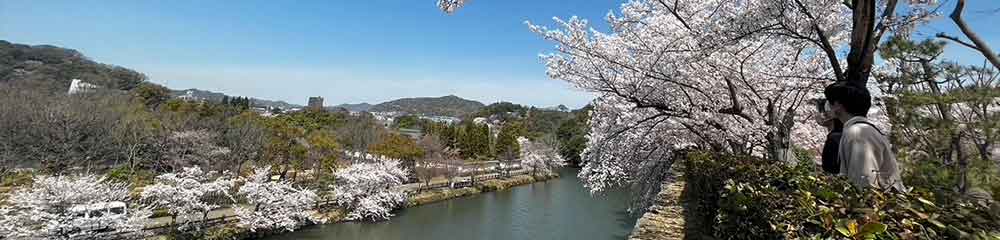 姫路城のお堀の桜・屋形船